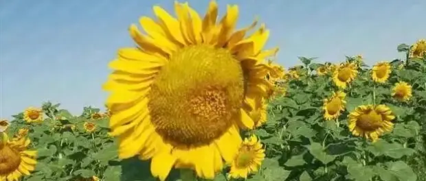 sunflower seed(1).png