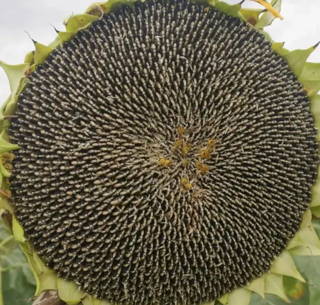 sunflower seed(2).png