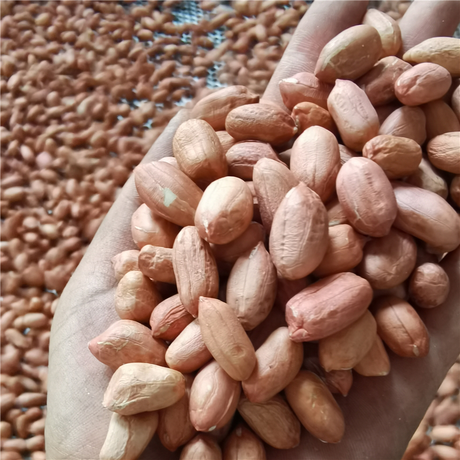 Peanut Kernels (3).jpg