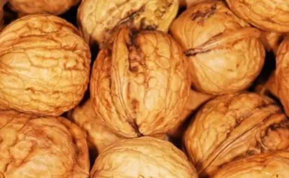 walnut kernel(1).png