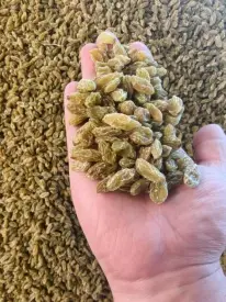 Eating raisins like this doubles their effectiveness! (2).png