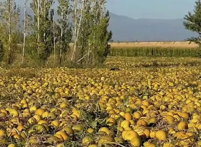 pumpkin seeds(1).png