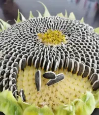 Sunflower Seeds.png