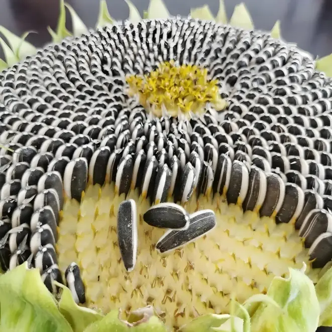 Sunflower Seeds in Shell (2).jpg