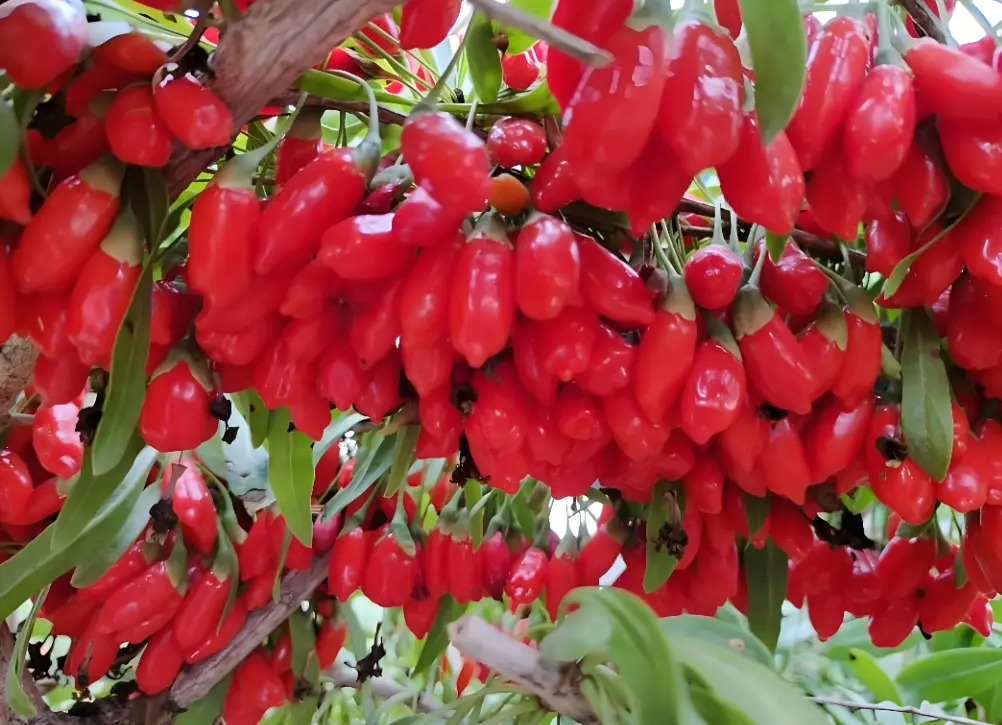 Goji Berries(2).png