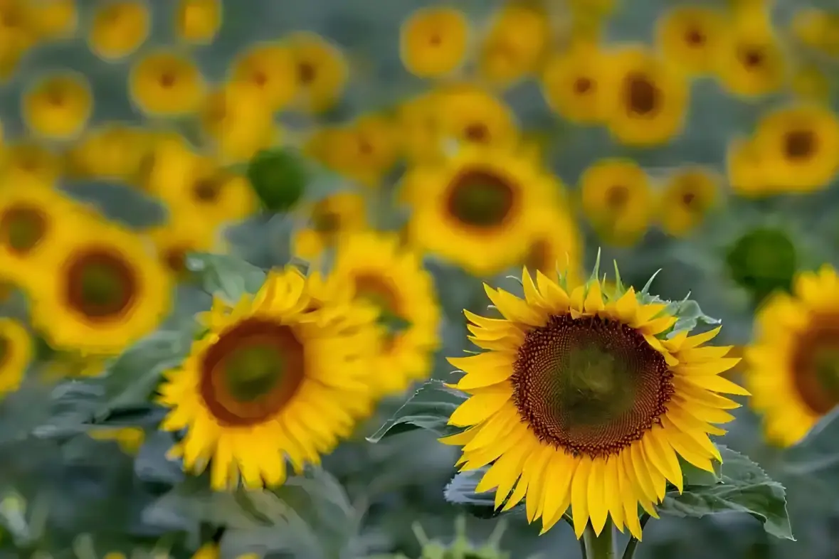 Sunflower Seeds in Shell (4)